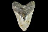 Fossil Megalodon Tooth - North Carolina #108881-1